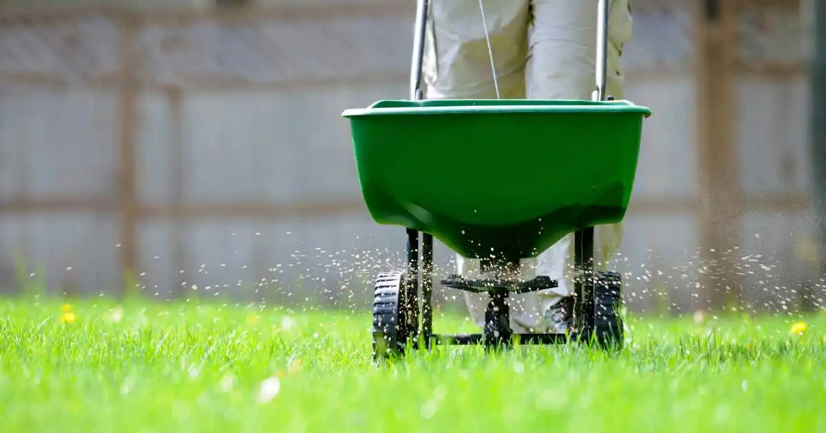 Lawn fertilizer spreader in use